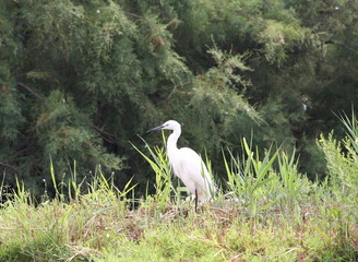 oiseau de camargue