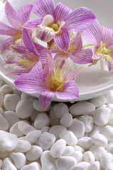 Bowl of water with orchid on pebbles