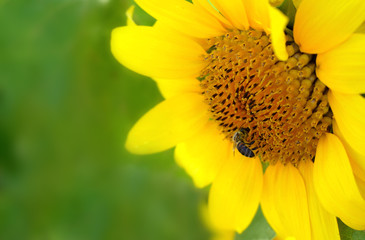 Bee on sunflower