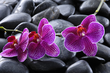 still life with pebble and orchid