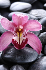 Fototapeta na wymiar Orchid on pebbles