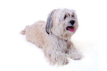 Havanese