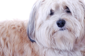 Havanese