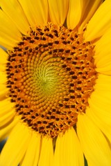 Detail Sonnenblume