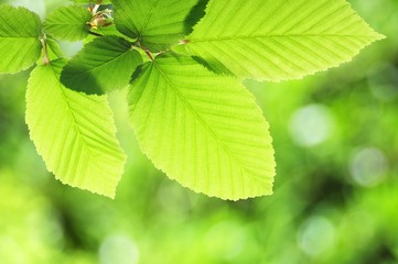 Fototapeta na wymiar Liście zielone latem