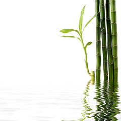 Fototapeta na wymiar Bamboo łodygi i liście border