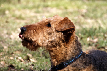 Airedale Terrier