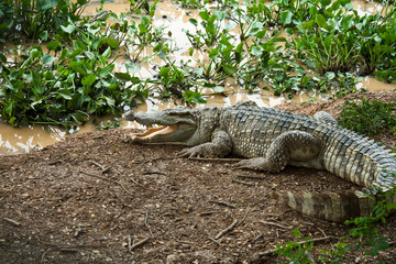 Crocodile lying on the bank