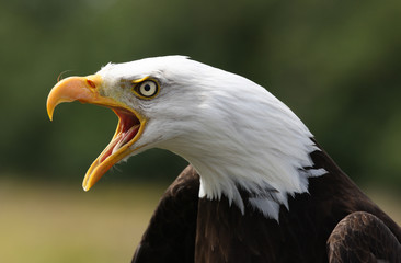Bald Eagle calling