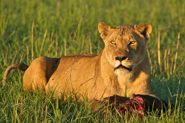 Lioness with food