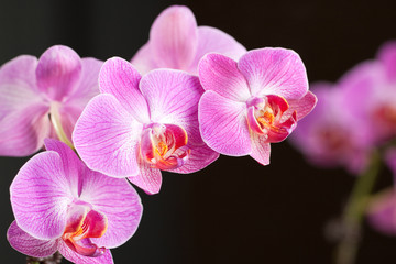 Beautiful Orchid in bloom