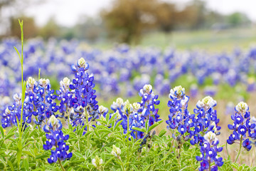 Texas Bluebonnet wildflowers
