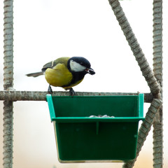 Great Tit, Parus major