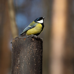 Great Tit, Parus major