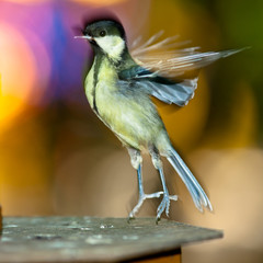 Great Tit, Parus major