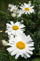 Fototapeta premium Daisy close up
