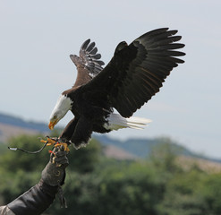 Bald Eagle in flight
