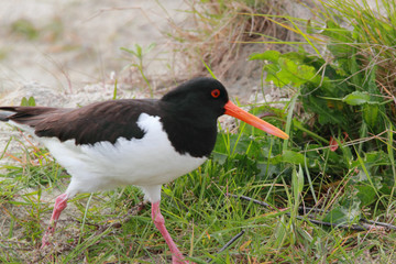 oyster-catcher