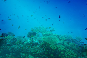 Fototapeta na wymiar Underwater landscape of Red Sea.