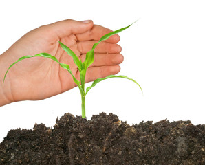 Farmer protecting corn shoot