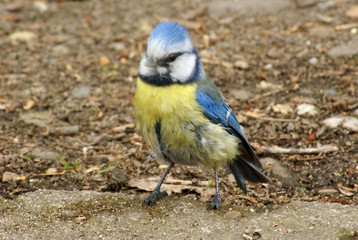 Blaumeise