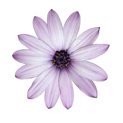 Osteospermum - Light Purple Daisy Flower Head Isolated on white