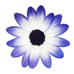 Osteospermum - Blue and White Daisy Flower Head