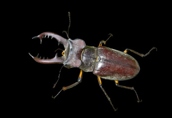 Male of Stag-beetle 13