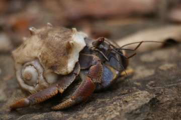 Coquillage 4