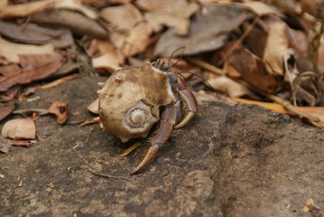 Coquillage 2