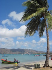 Palmier plage