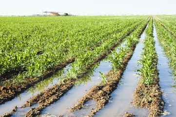 Corn crop