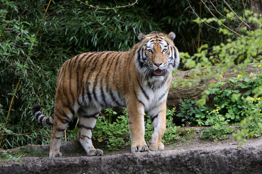 Fototapeta Sibirischer Tiger