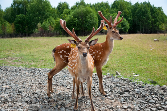 нижний 800 талисман. городецкие олени. экотропа с оленями городецкий район. жбанниковская глиняная свистулька. городецкая роспись (мотив "городецкий конь").