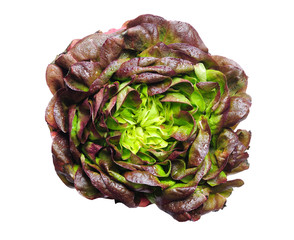 Salanova whole red lettuce isolated