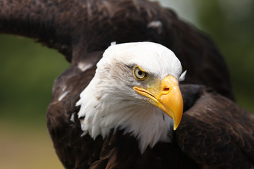 Fototapeta premium Portrait of a Bald Eagle