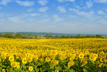 bright sunflowers field