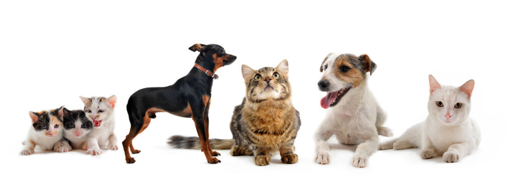 petits chiens et chats