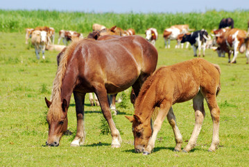 Obraz premium brown horse mare and foal