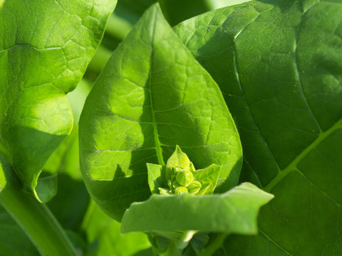 Nicotiana Tabacum