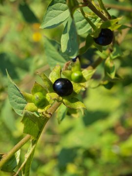 Tollkirsche - Belladonna atropa