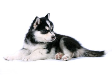 Siberian Husky Welpe liegend