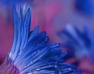Blue flower with water drops