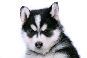 Obraz premium Siberian Husky Welpe Portrait