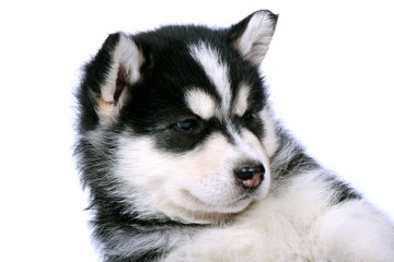 Fototapeta premium Siberian Husky Welpe Portrait