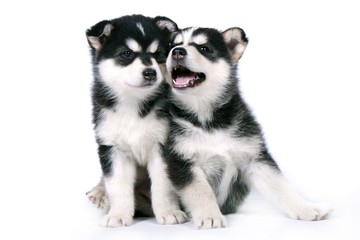 Zwei Siberian Husky Welpen