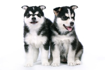 Zwei Siberian Husky Welpen