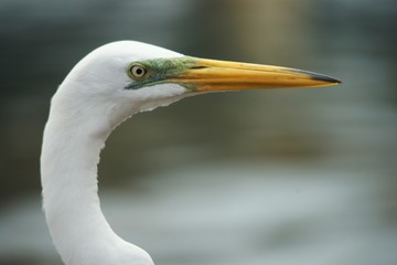 Headshot of a white egret