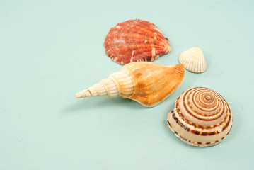 Seashell
