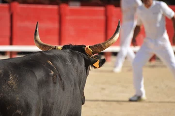 Printed roller blinds Bullfighting bull in arena